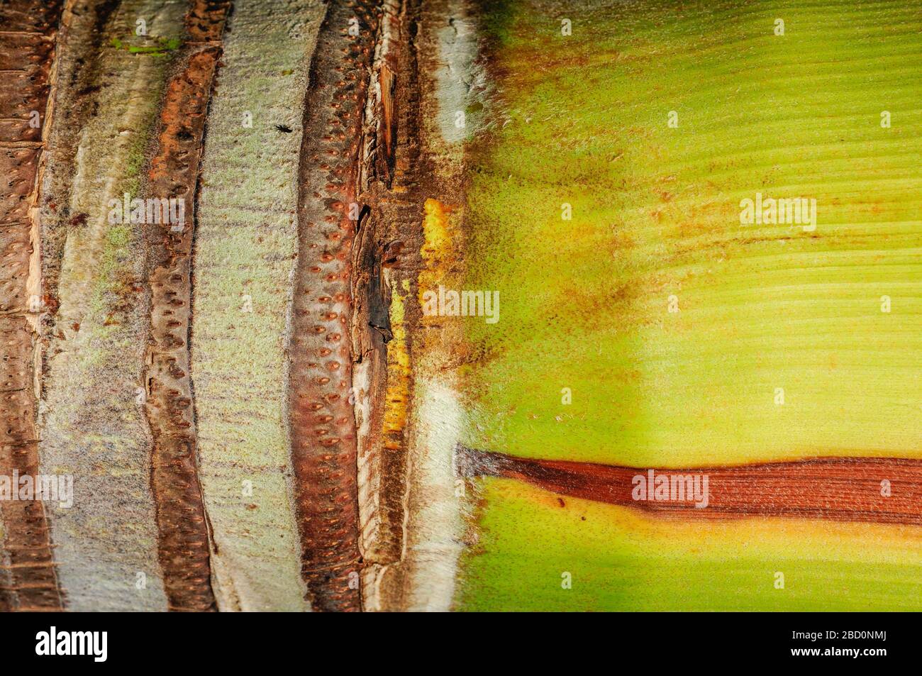 Banana tree trunk hires stock photography and images Alamy