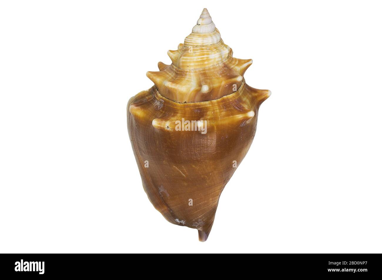 Florida Fighting Conch Florida Fighting Conch shells. EO 400129 Florida