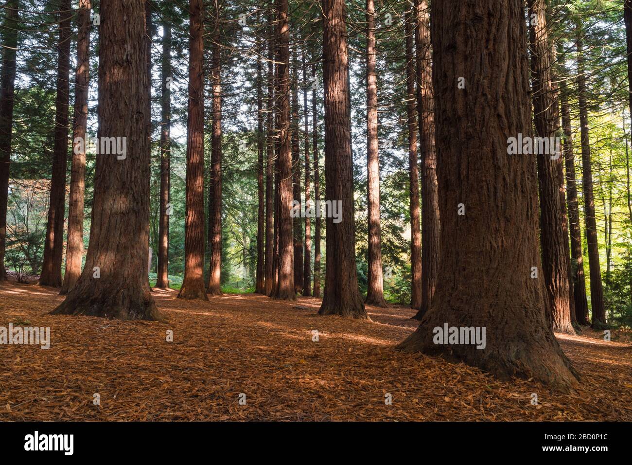California Redwood trees (Sequoia sempervirens) Dinmore Herefordshire UK. October 2019 Stock Photo
