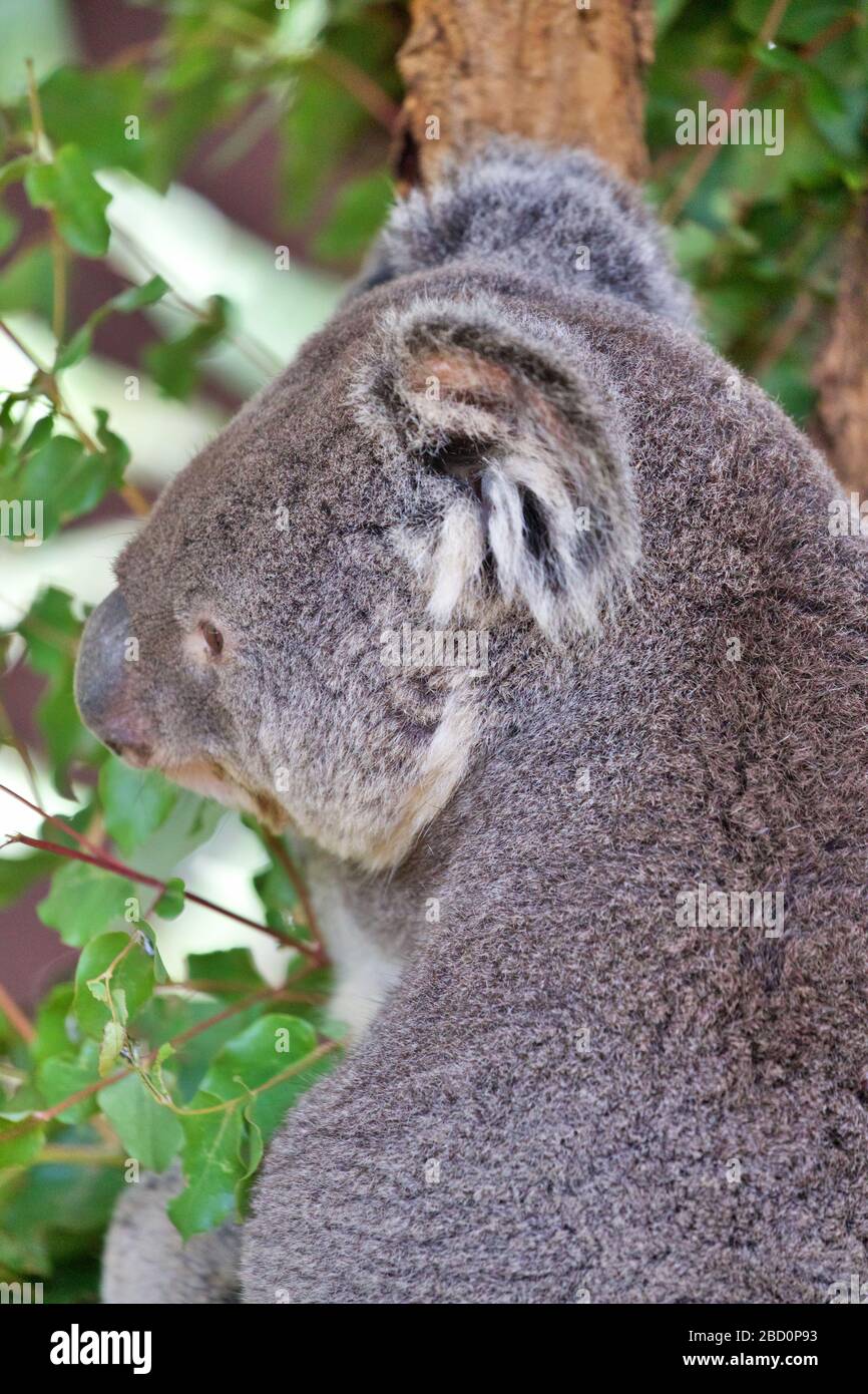 Koala in eucalyptus tree Stock Photo