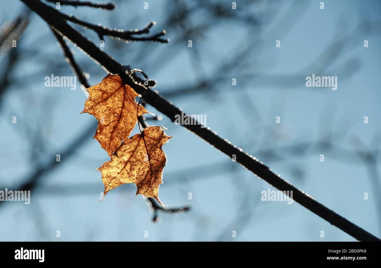 Last leaves of fall on a twig in winter Stock Photo