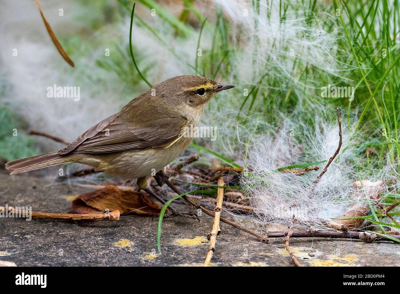 Common garden bird the Chiffchaff collecting nest material. Stock Photo