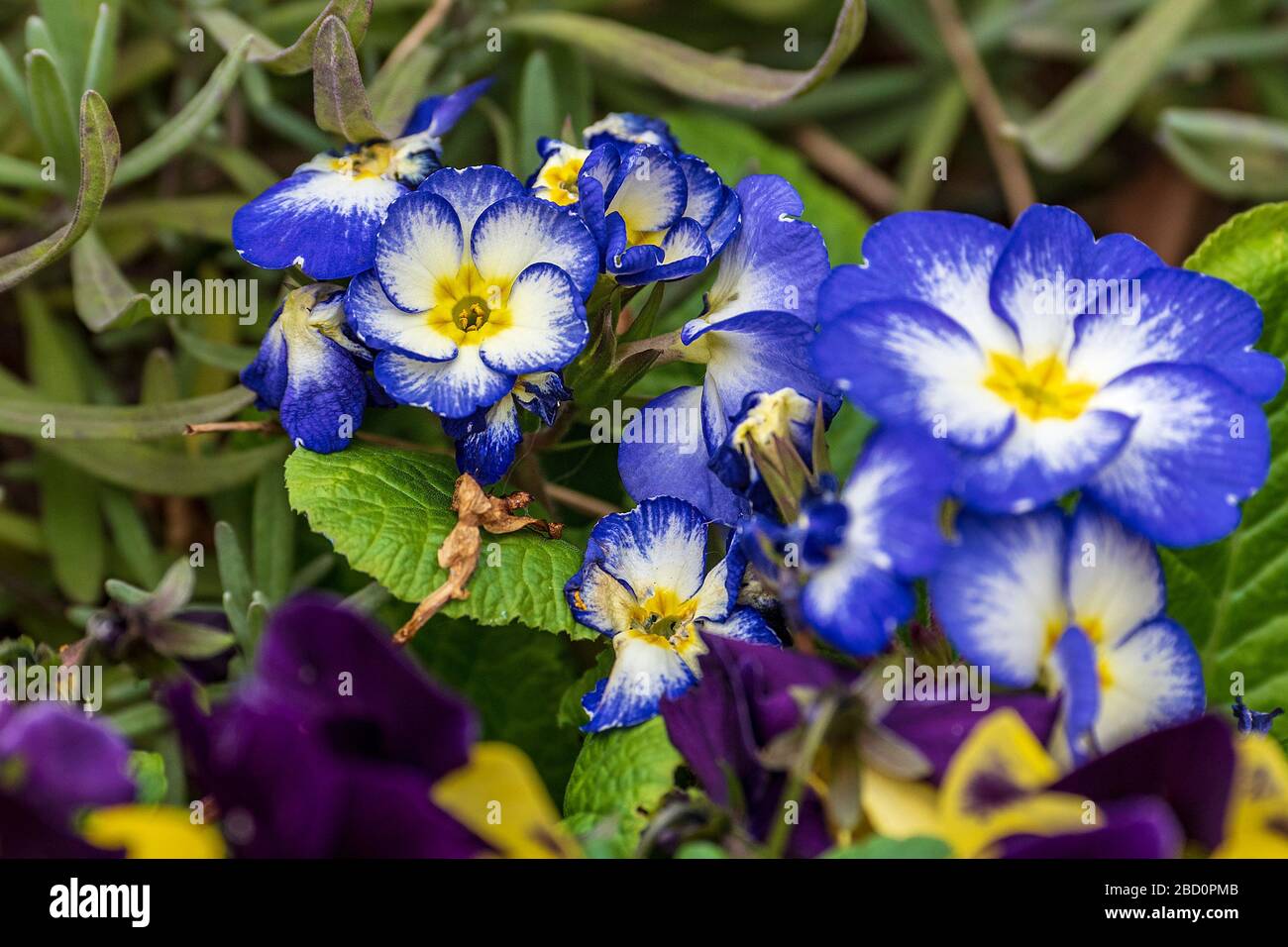 Large-flowered garden pansy - blue Stock Photo