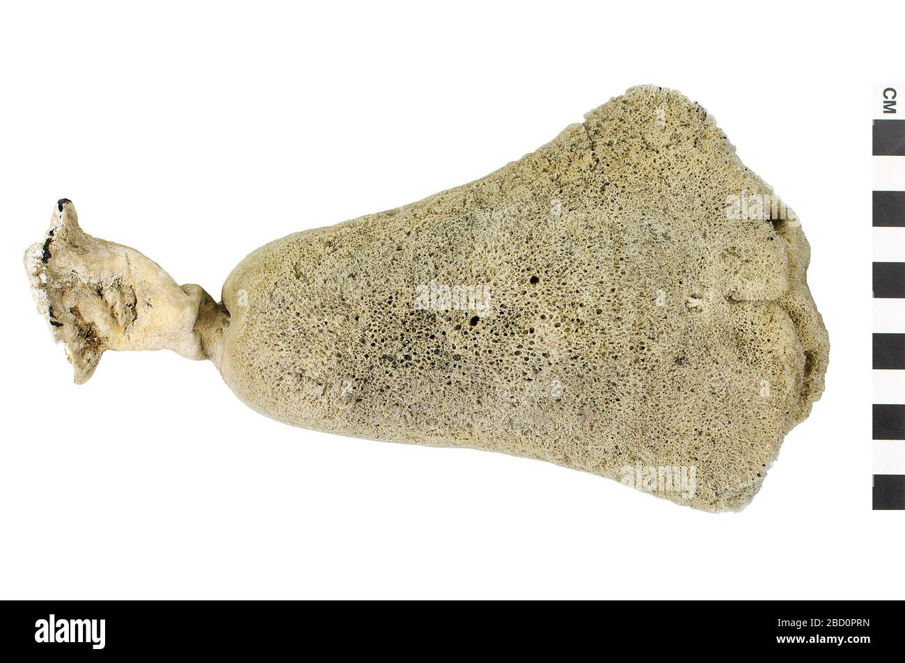 Red Boring Sponge Demosponge. This object is part of the Education and Outreach collection, some of which are in the Q?rius science education center and available to see.114 Jan 2020 Red Boring Sponge Demosponge Stock Photo
