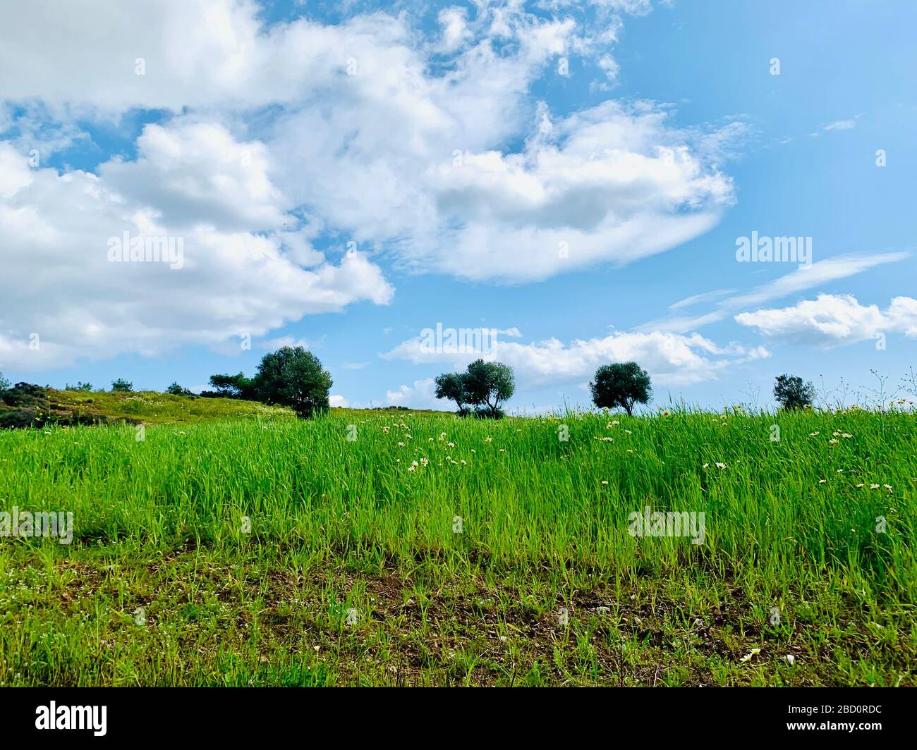 Green grass field with blue sky and white clouds background Stock Photo ...