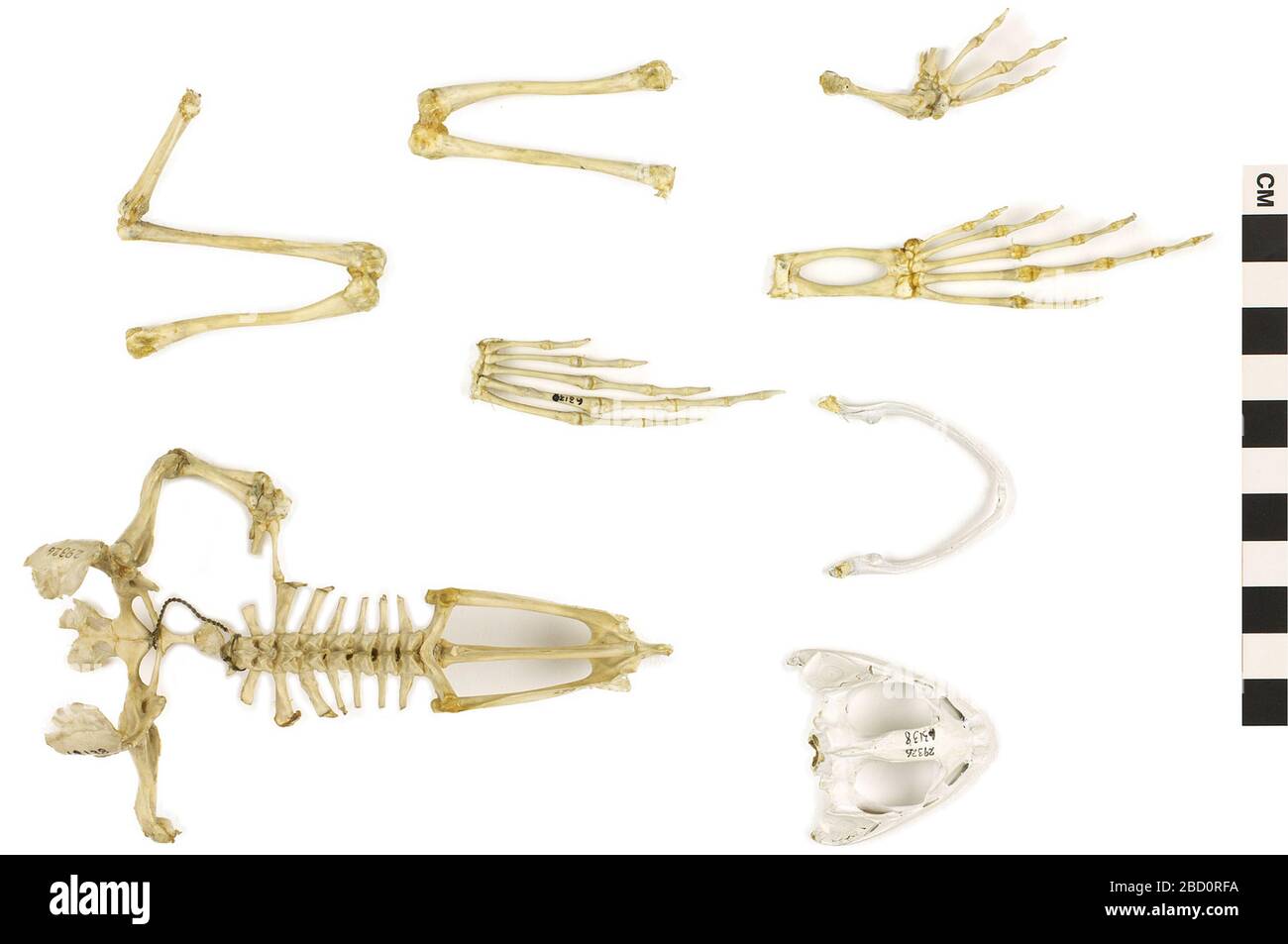 Bullfrog skeleton hi-res stock photography and images - Alamy