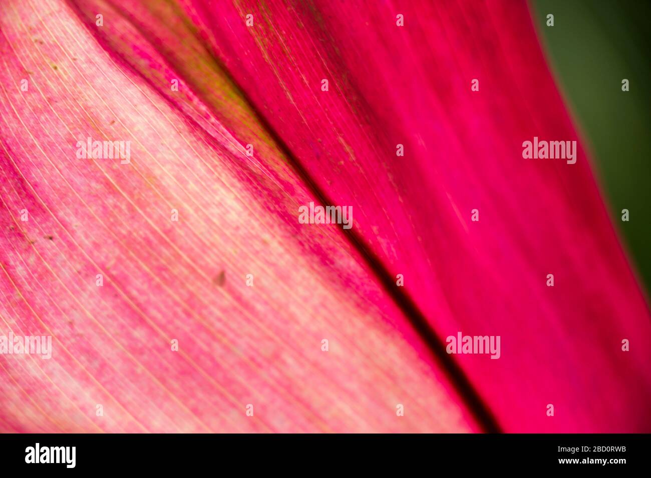 Close up background view of colorful purple ornamental leaves on a Bromeliad plant Stock Photo