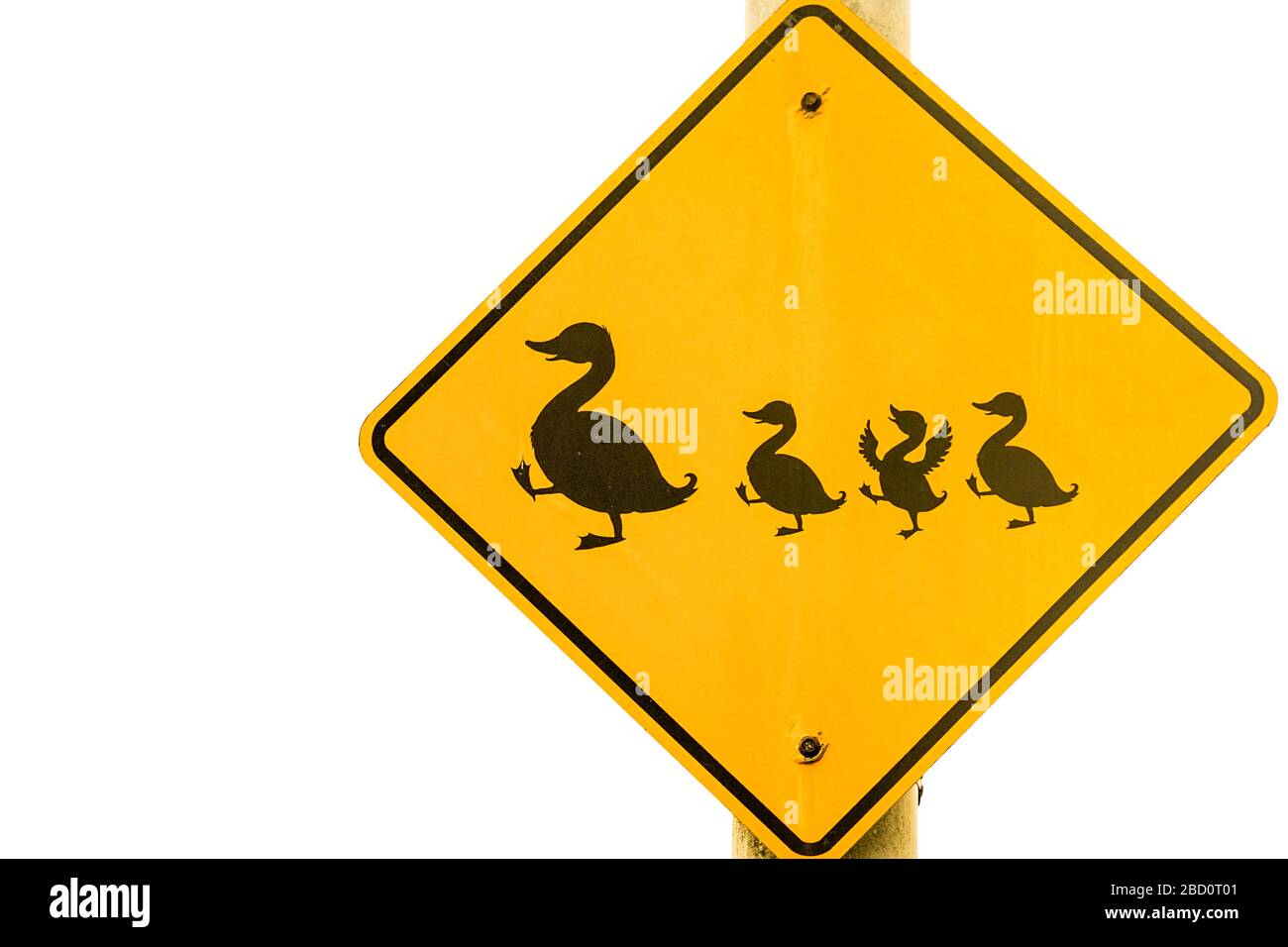 Traffic sign Duck crossing with a duck family and a happy duckling Stock Photo