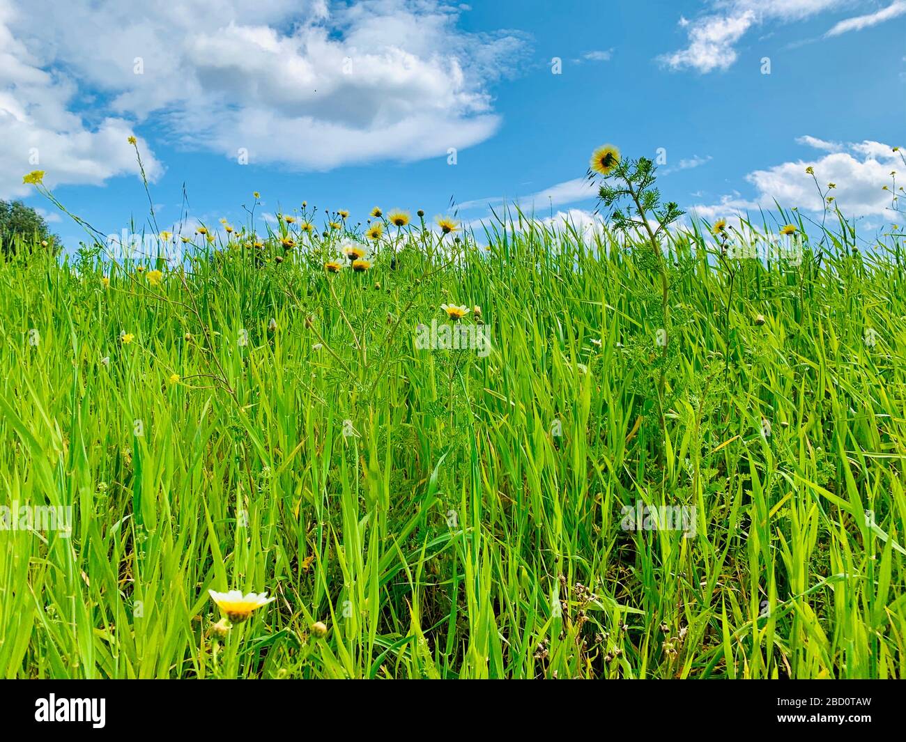 Green grass field with blue sky and white clouds background Stock Photo ...