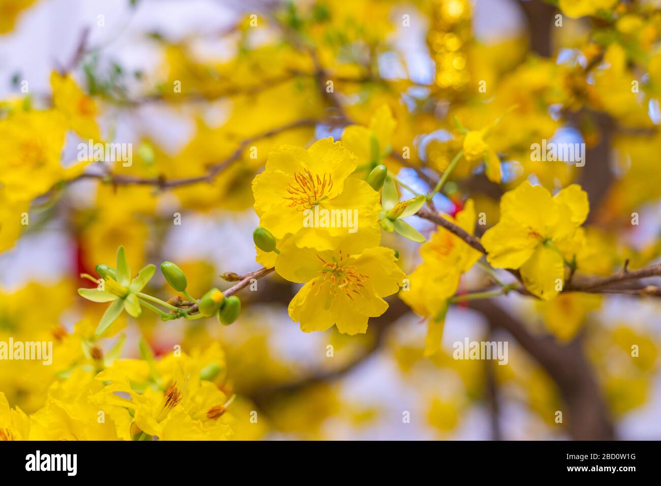 Beautiful blooming apricot blossom flowers during spring time in