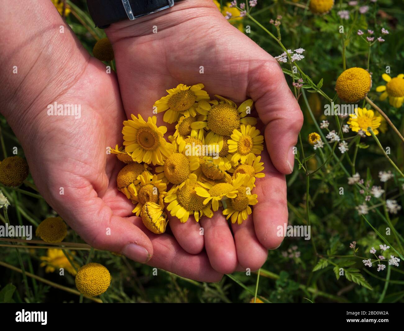 Blüten in Händen Kräutersammlerin, Nördlinger Ries, Franken, Bayern, Deutschland Stock Photo