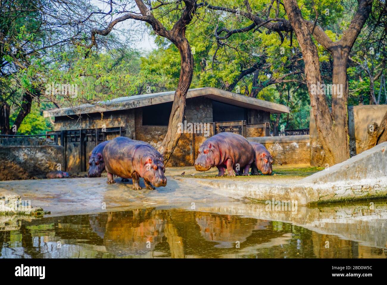 The National Zoological Park is a 176-acre zoo in New Delhi, India. A 16th-century citadel, a sprawling green island and a motley collection of animal Stock Photo
