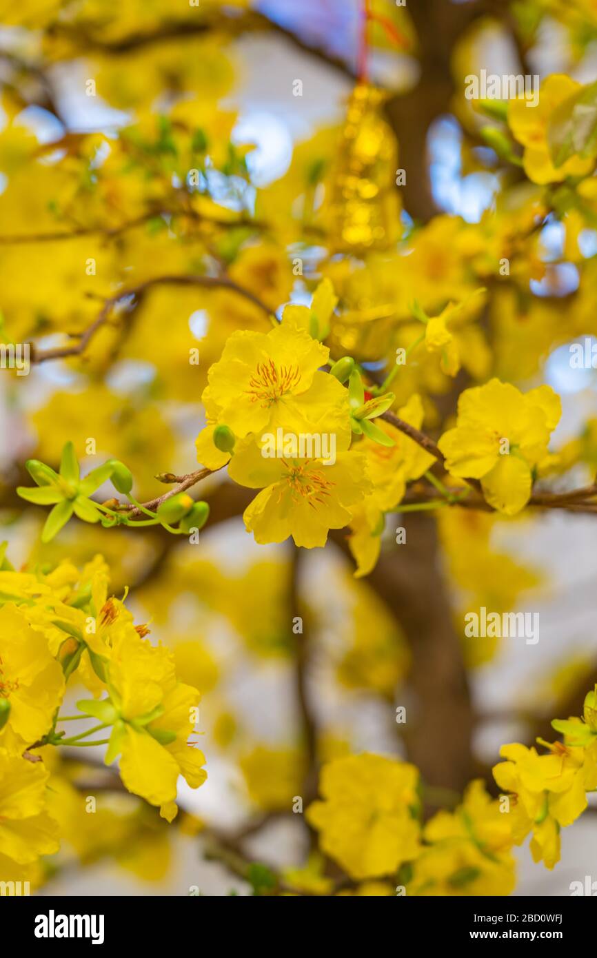 Branch of apricot blossom flowers in Vietnamese Lunar New Year Stock