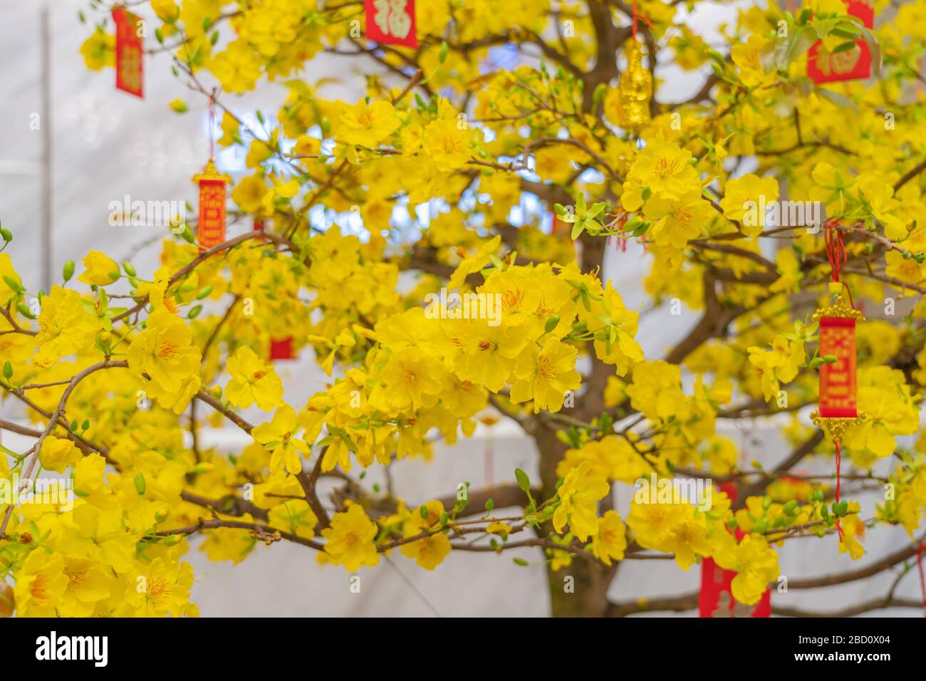 Beautiful apricot blossom tree blooming during Vietnamese Lunar New