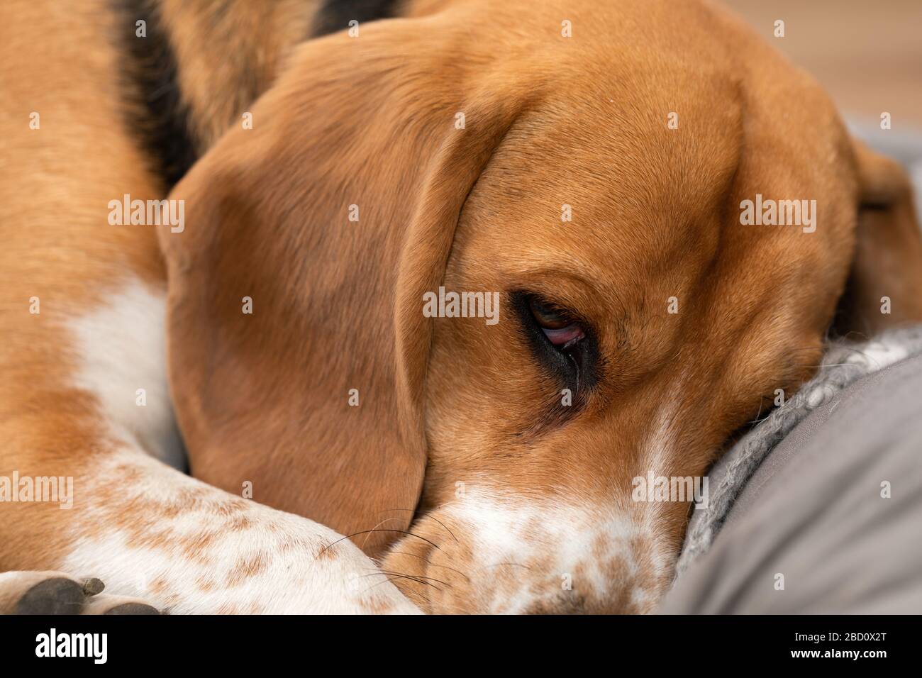 Cute sleepy beagle dog is having a nap on his pillow indoors Stock ...