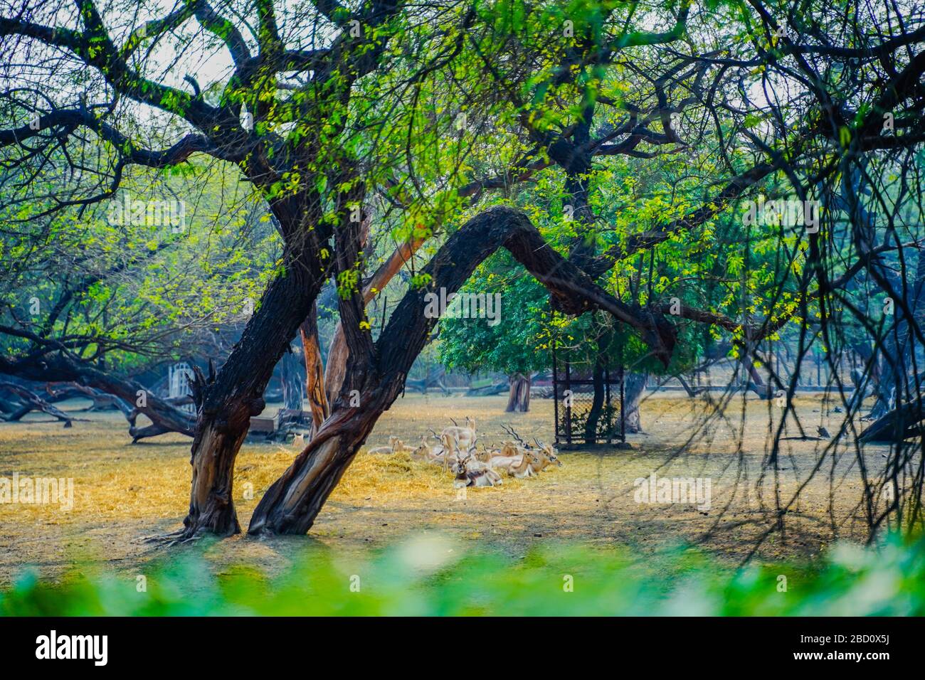 Lodi Gardens or Lodhi Gardens is a city park situated in New Delhi, India. Spread over 90 acres, it contains, Mohammed Shah's Tomb Stock Photo