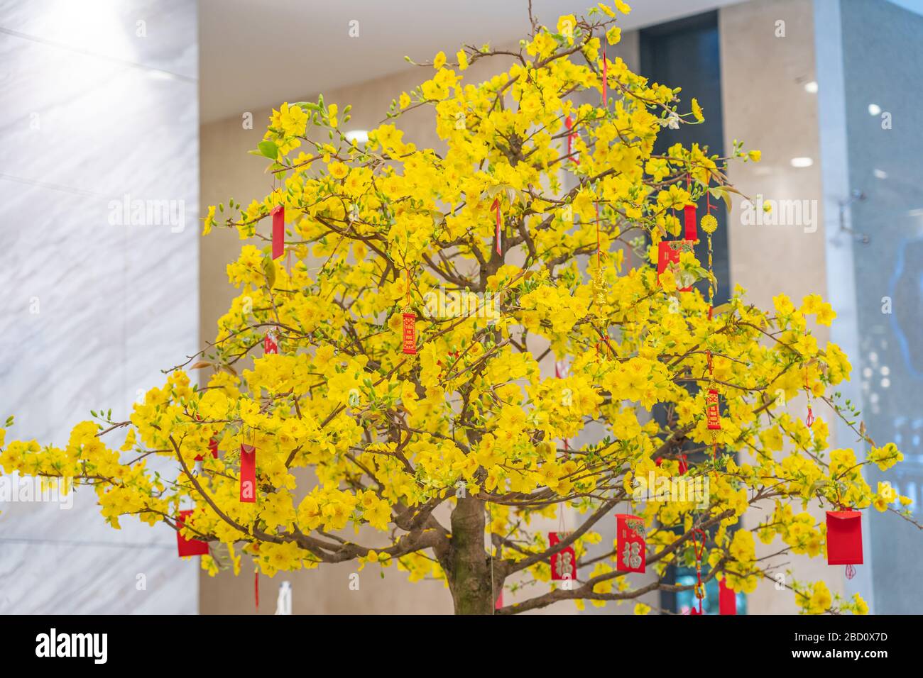 Blooming apricot blossom bonsai for Tet Holiday decoration in Vietnam