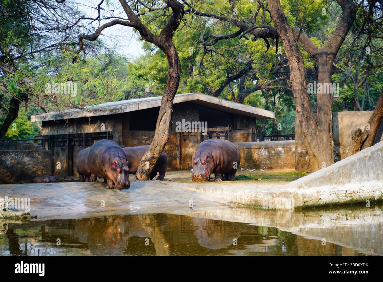 The National Zoological Park is a 176-acre zoo in New Delhi, India. A 16th-century citadel, a sprawling green island and a motley collection of animal Stock Photo