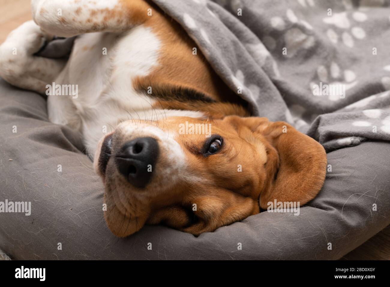 beagle in apartment