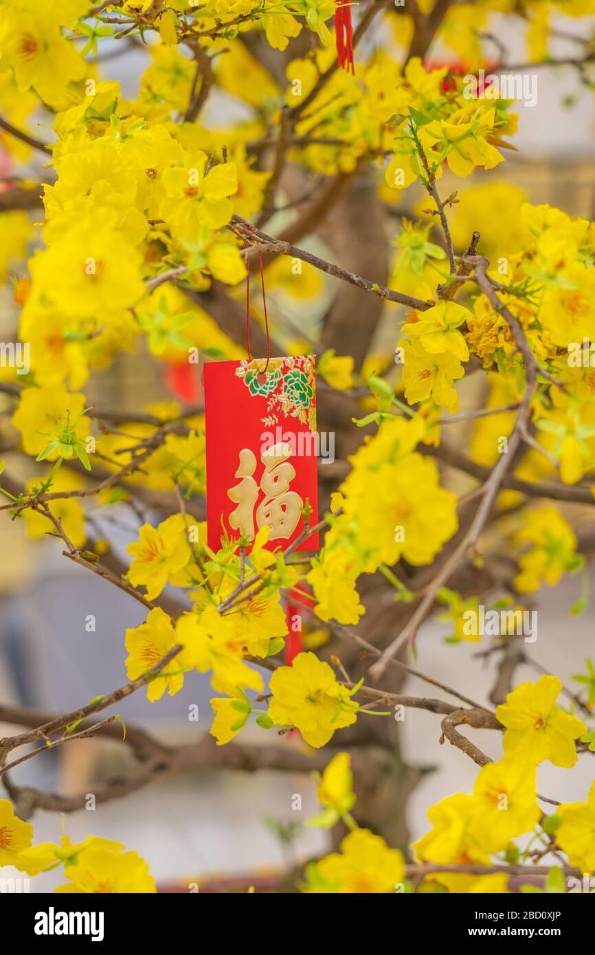 Lucky money and apricot blossom tree in Vietnamese Tet Holiday Stock