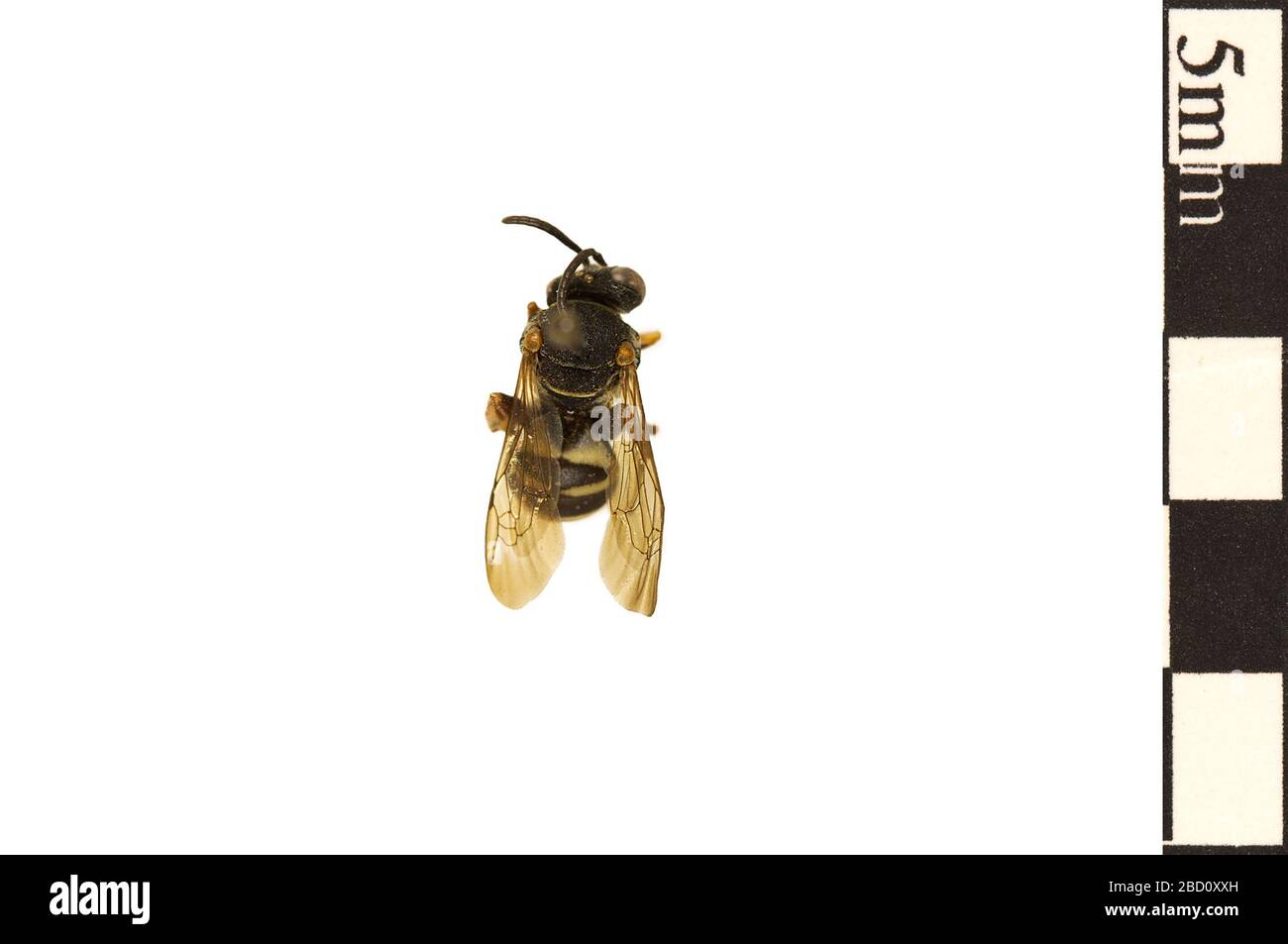 Cuckoo Bee. EO 022178 Cuckoo Bee Epeolus autumnalis 001.jpg Stock Photo