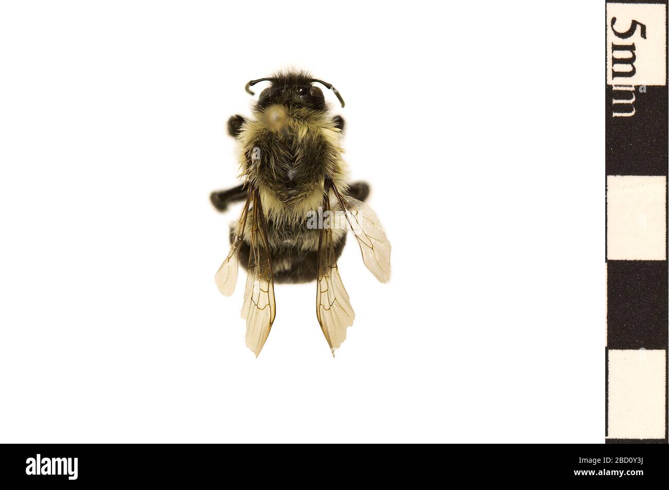 Common Eastern Bumble Bee. EO 400436 Common Eastern Bumble Bee Bombus impatiens 001.jpg Stock Photo