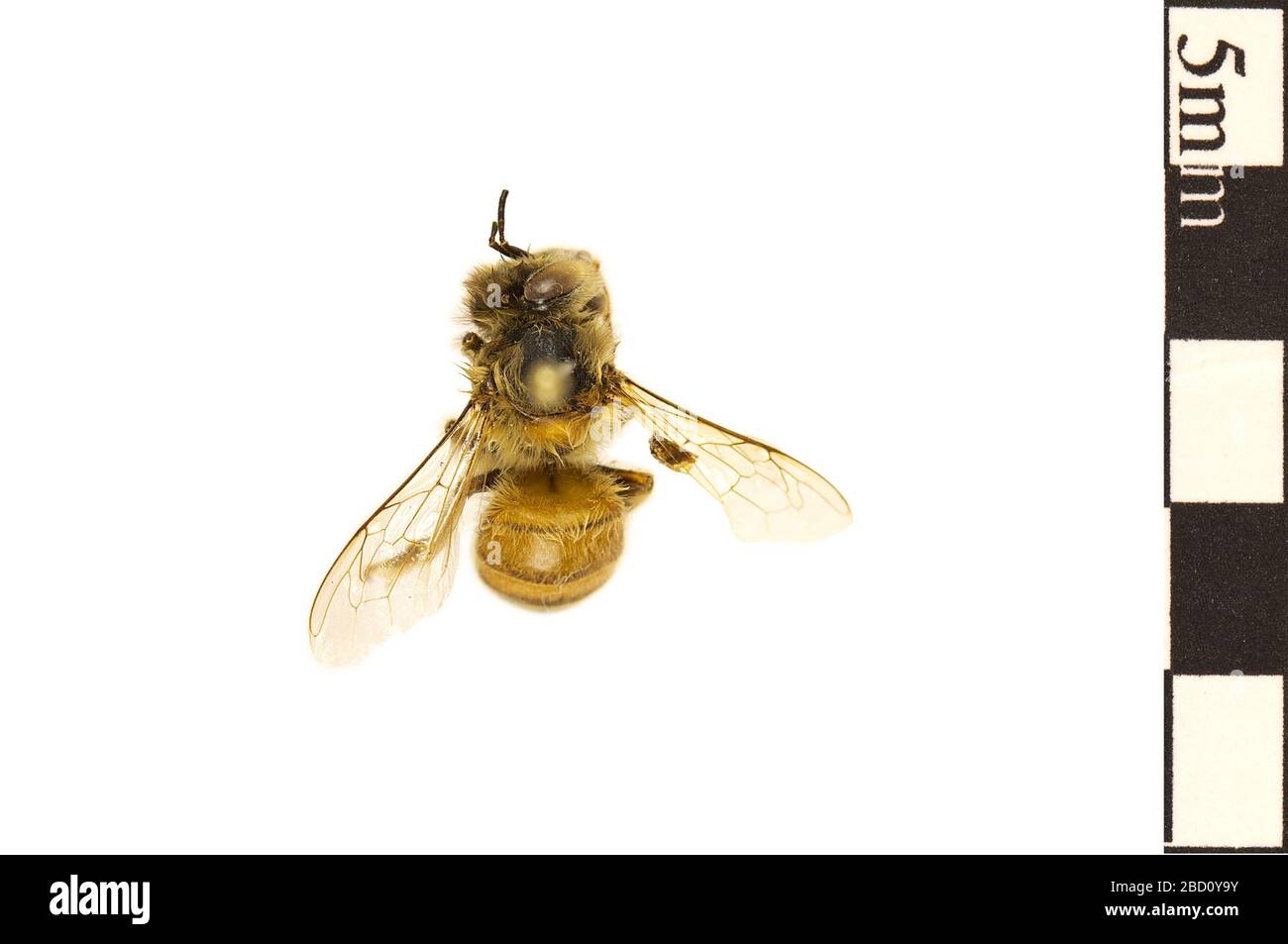 Honey bee research hi-res stock photography and images - Alamy