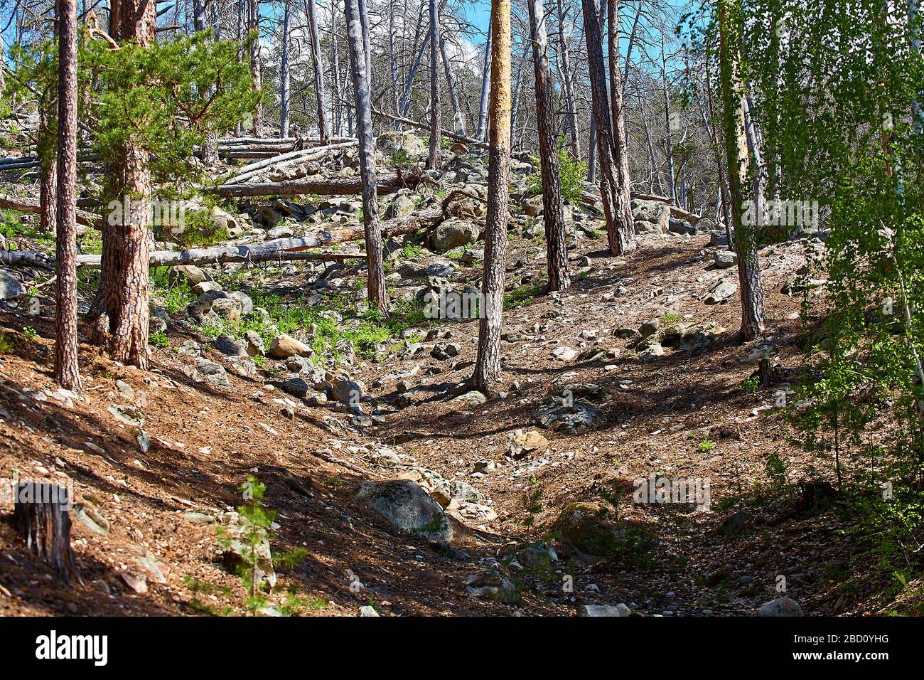 Fallen trees in the forest after a storm. National park. Stock Photo