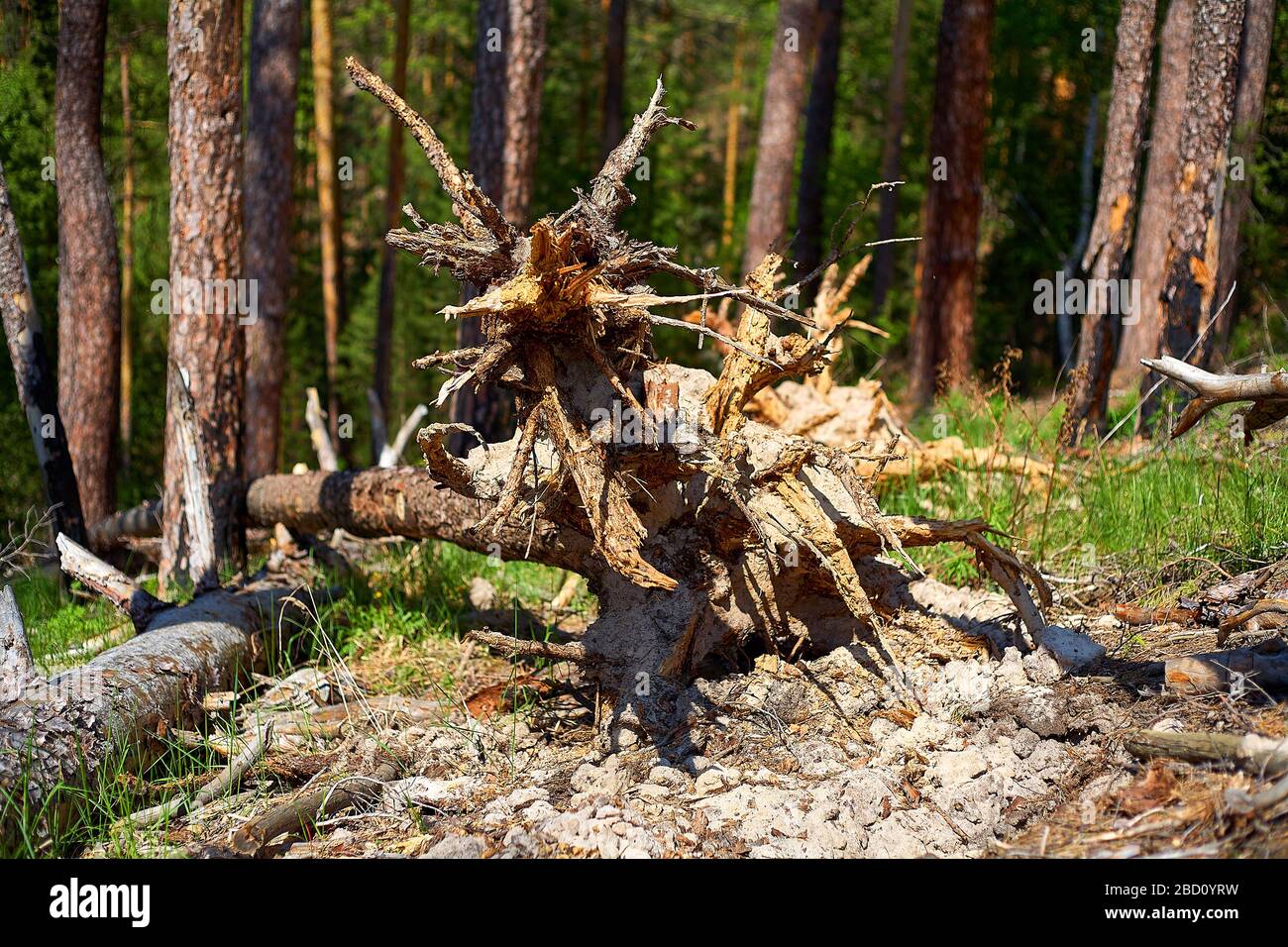 Fallen trees in the forest after a storm. National park. Stock Photo