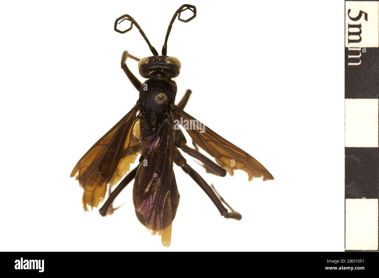 Blueblack Spider Wasp. EO 022139 Spider Wasp Anoplius lepidus 001.jpg ...