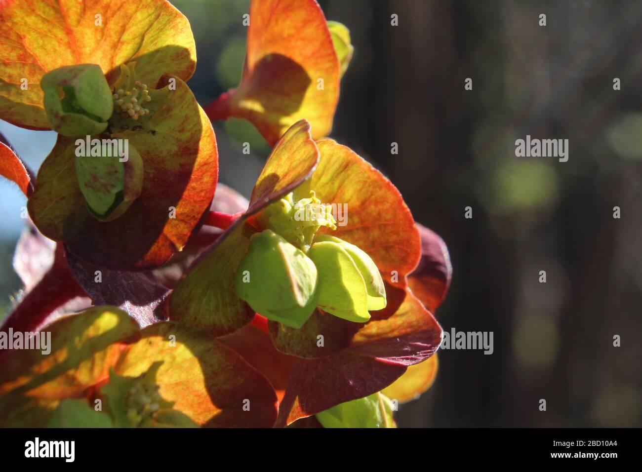 The unusual green flowers of Euphorbia amygdaloides purpurea, also known as purple wood spurge, backlit in close up, with copy space to right. Stock Photo