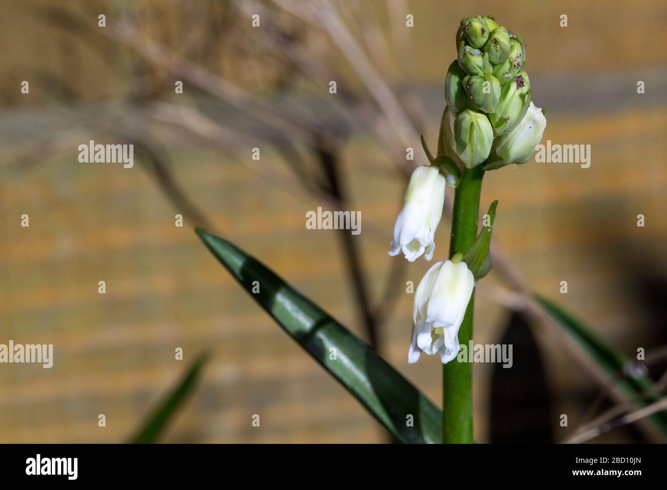 Bluebells White Variation Hyacinthoides Non Scripta Bell Shaped Flowers Hang On One Side Of Drooping Stem In A Row Long Strap Like Green Leaves Stock Photo Alamy Bluebells White Variation Hyacinthoides Non Scripta Bell Shaped Flowers Hang On One Side Of Drooping Stem In A Row Long Strap Like Green Leaves Stock Photo Alamy