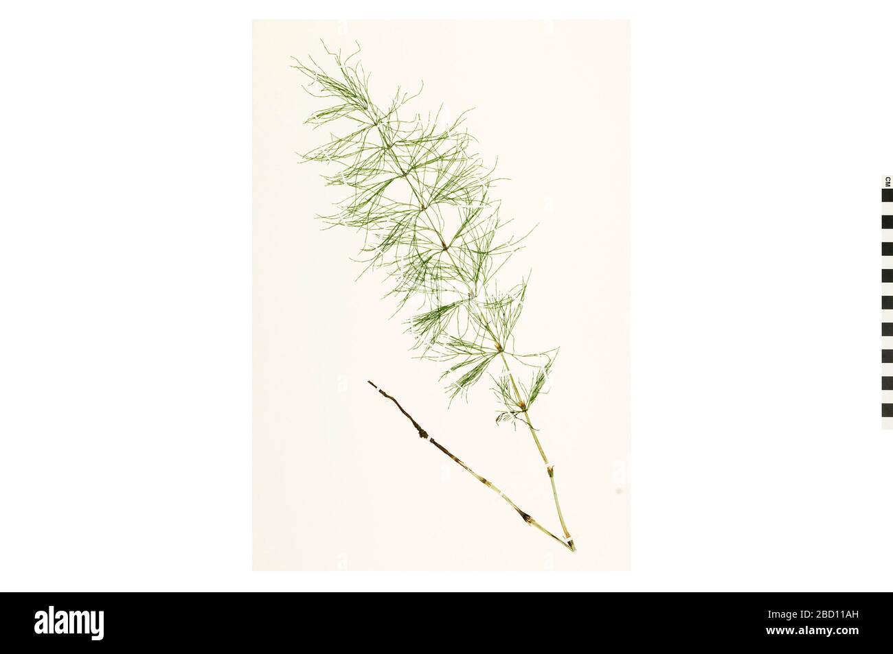 Meadow Horsetail. This object is part of the Education and Outreach collection, some of which are in the Q?rius science education center and available to see.51 May 2019 EO 400922 Meadow Horsetail Equisetum pratense 001.CR2 Stock Photo