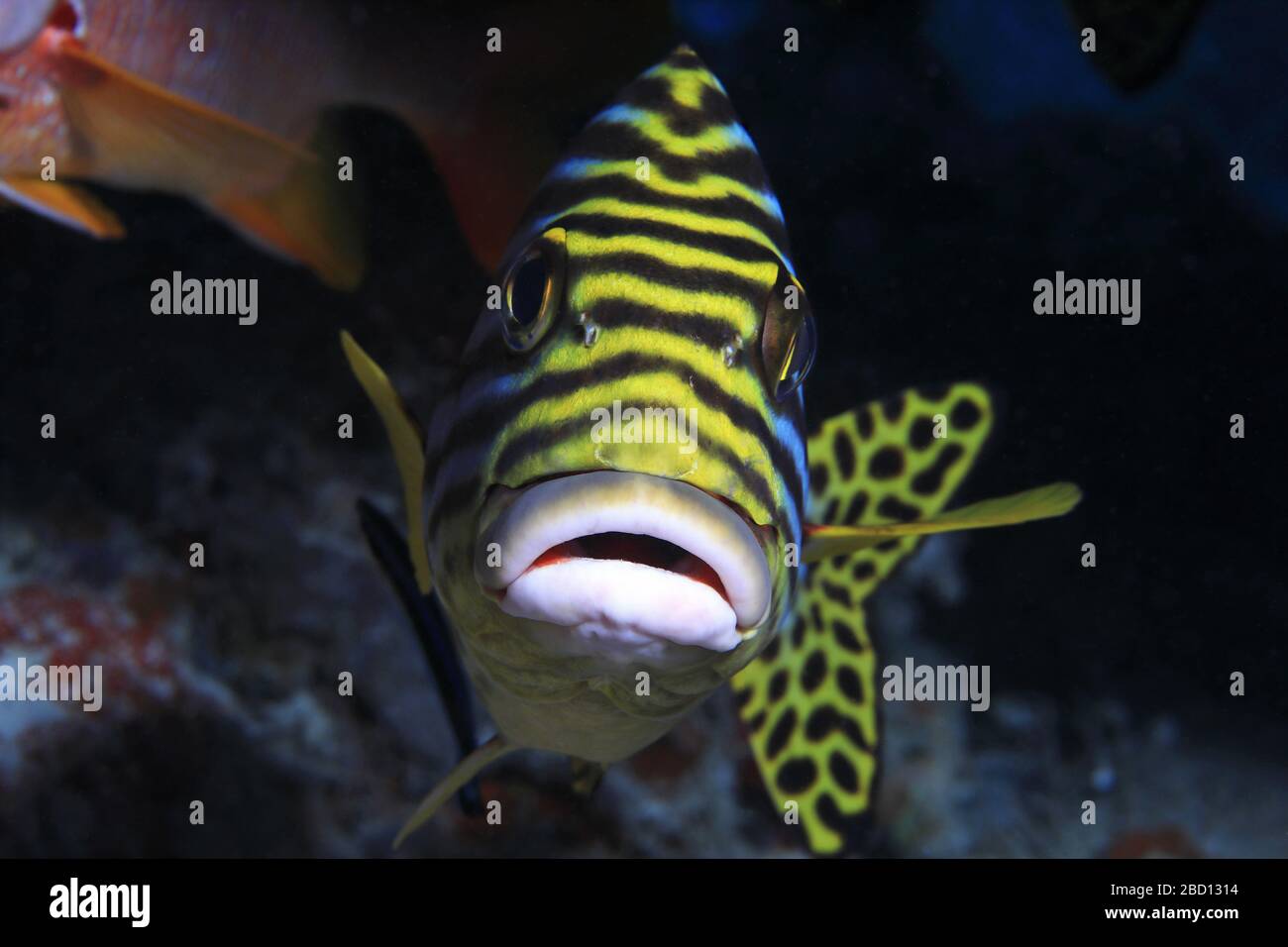 Oriental sweetlips fish (Plectorhinchus orientalis) underwater in the
