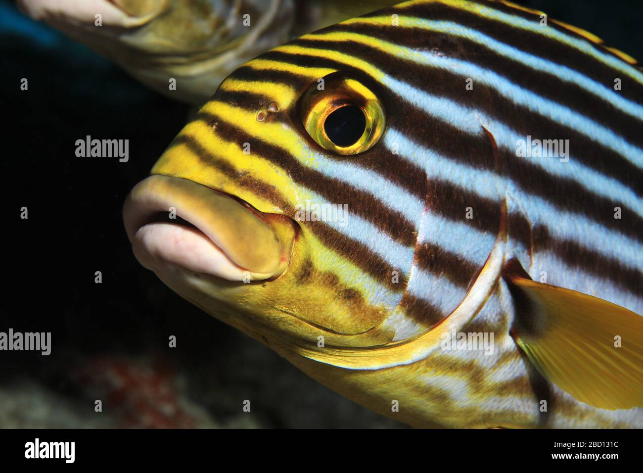 Oriental sweetlips fish (Plectorhinchus orientalis) underwater in the