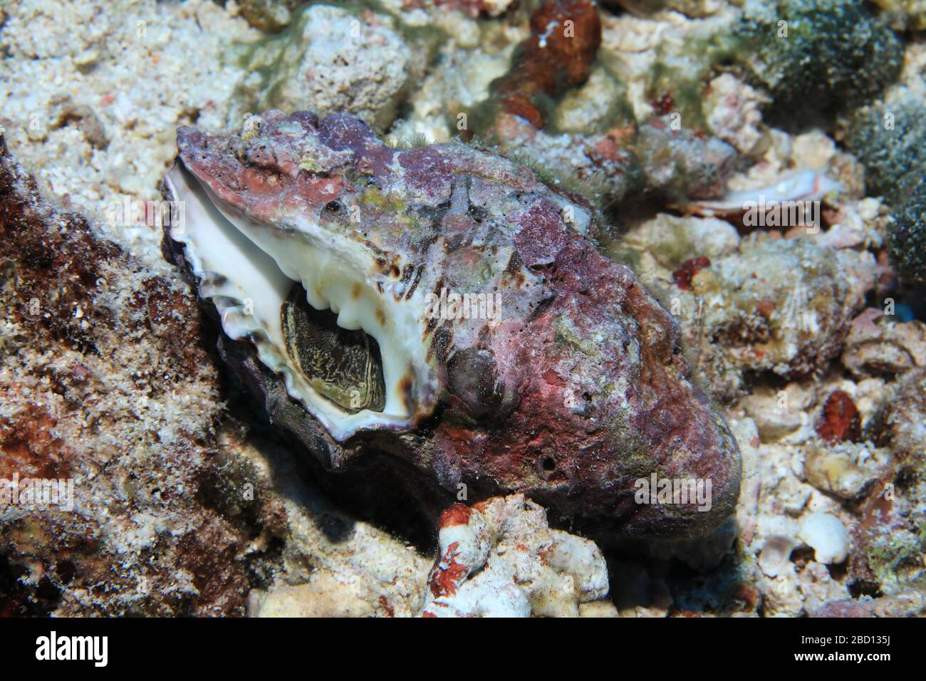 Short-tailed latirus sea snail (Latirus polygonus) underwater in the tropical coral reef of the Indian Ocean Stock Photo