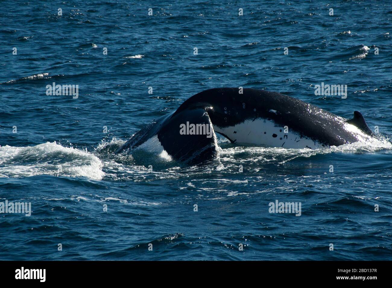 Sydney Australia, humpback whale diving with dorsal fin in sunshine Stock Photo Alamy