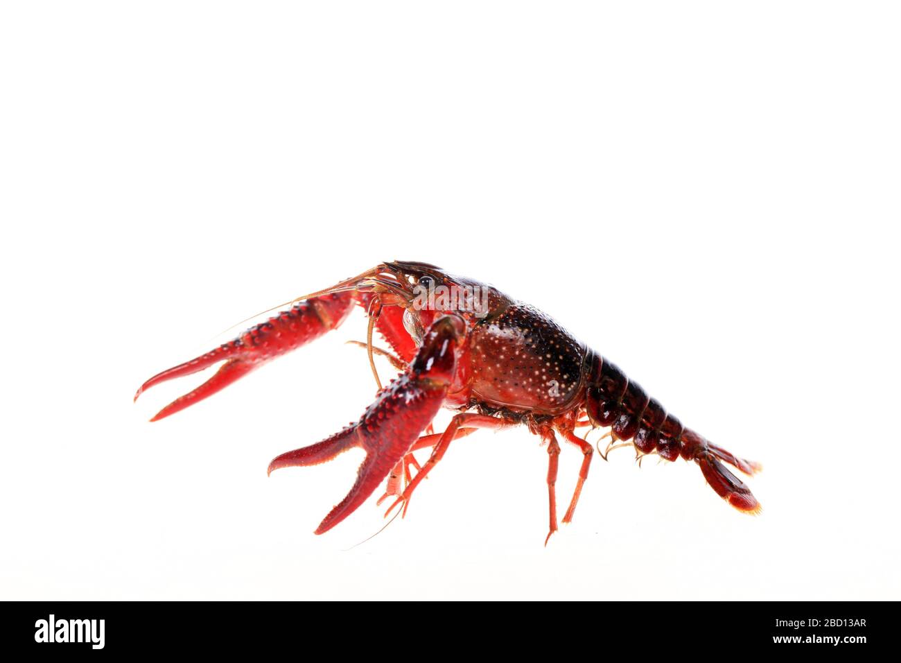 Crayfish,Crawfish isolated on white background Stock Photo