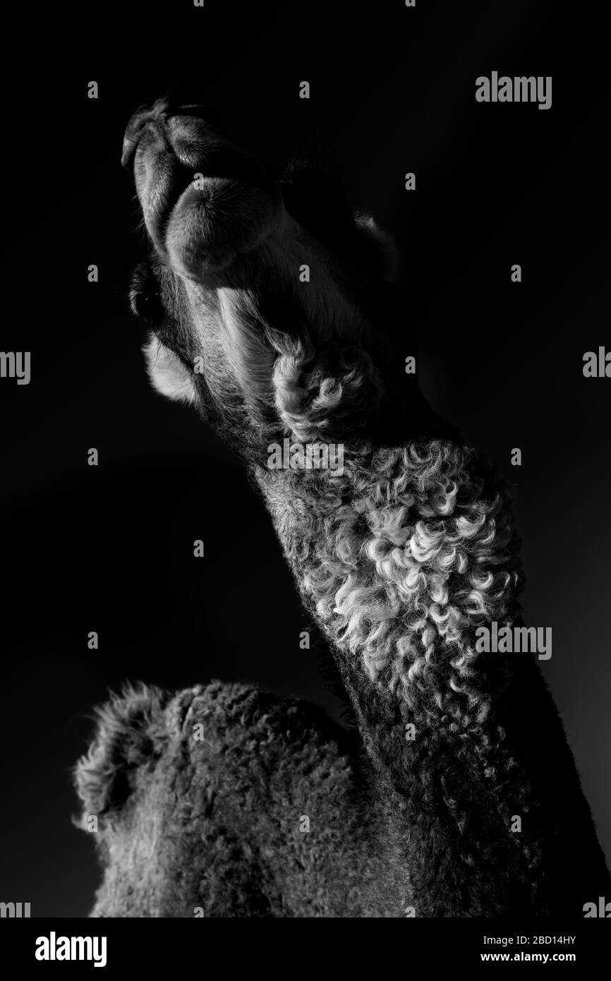 Dromedary (camel) against dark background. Black and white low key image. Stock Photo