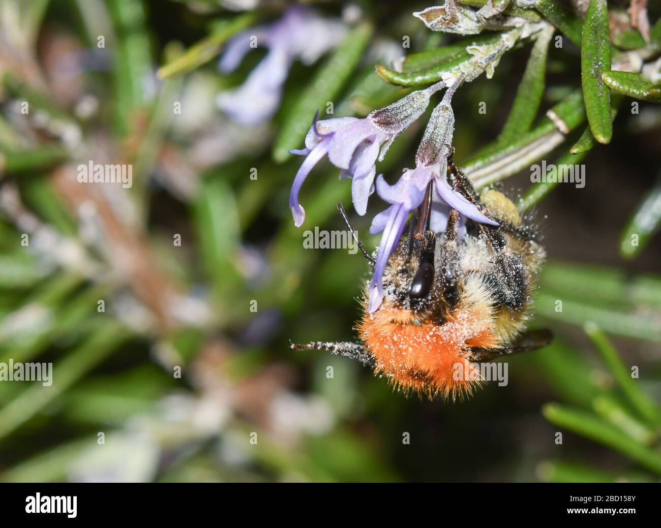 Macro photography of a bumble bee feeding on rosemary flowers Stock