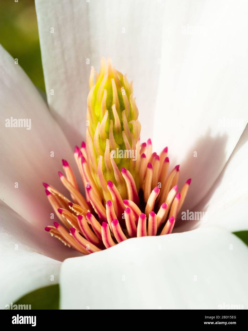 Magnolia sieboldii hires stock photography and images Alamy