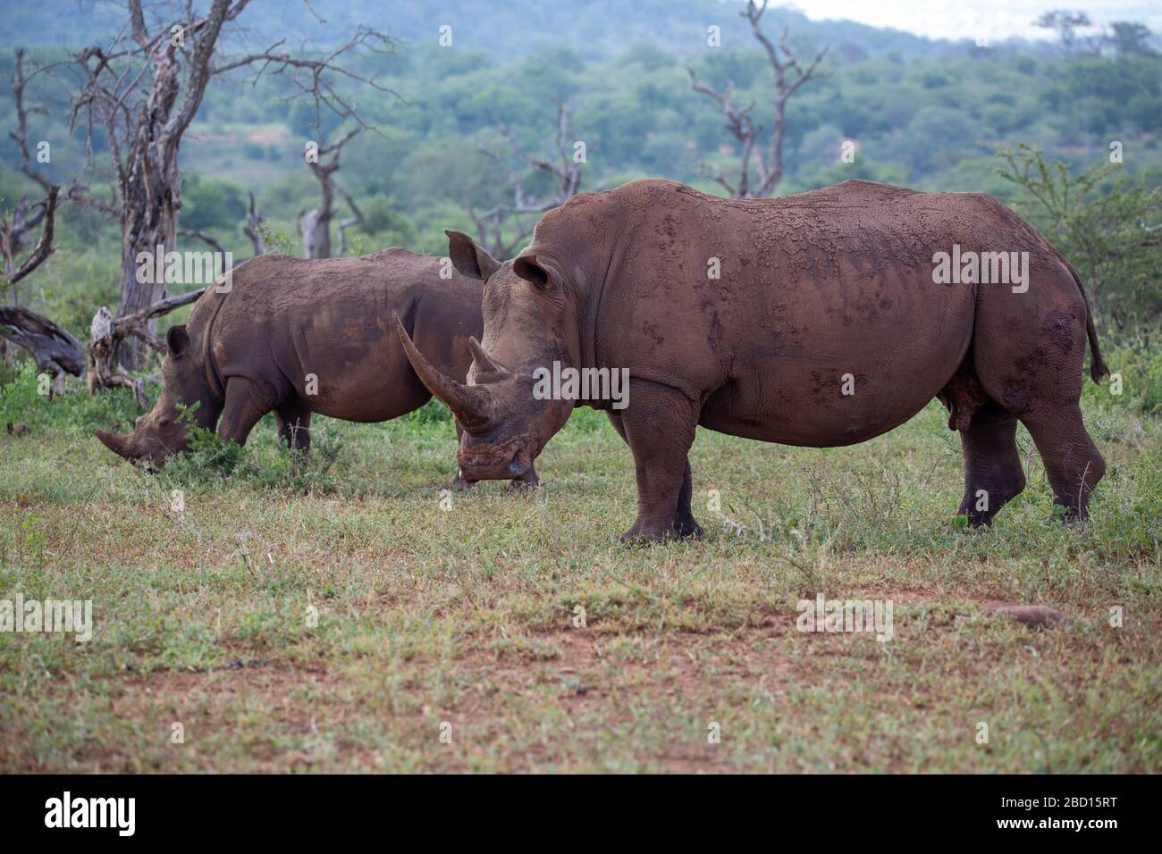 Rhinos Stock Photo
