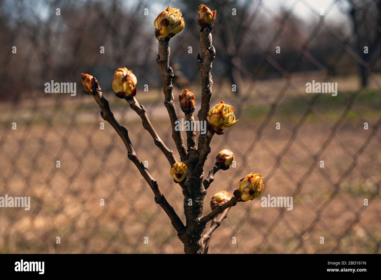 young pear tree blossoms spring leaves close-up. Stock Photo