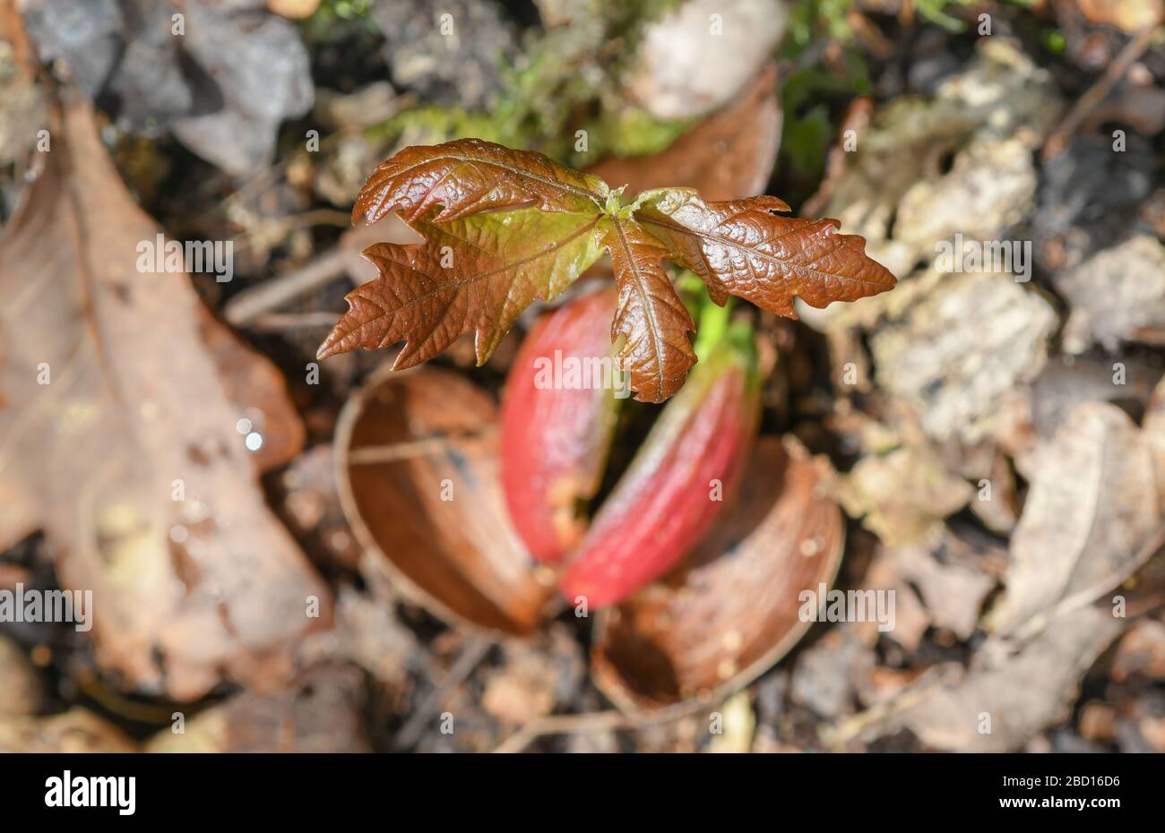 Close-up of an oak tree sprouting from an acorn on the forest floor Stock Photo