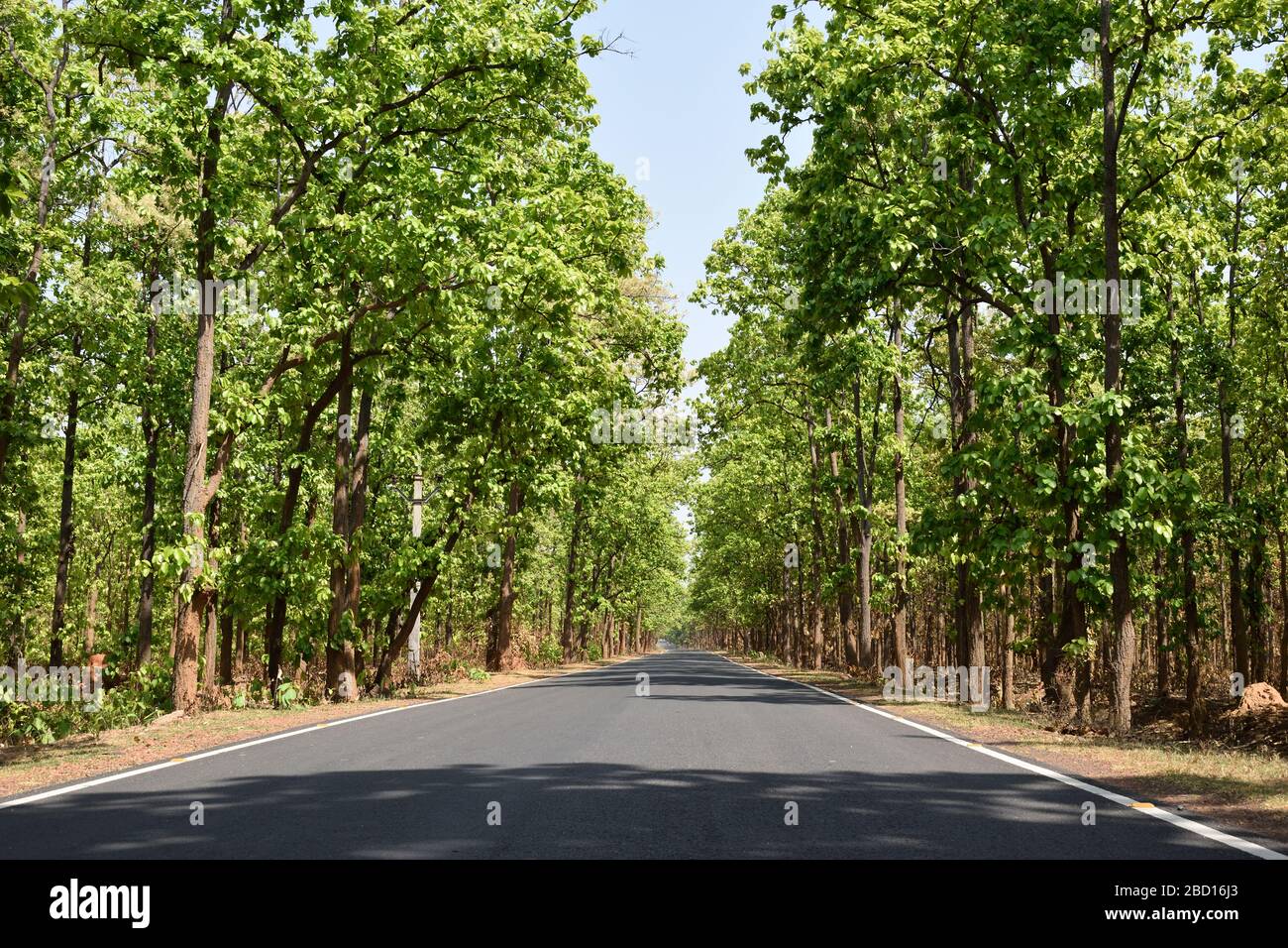 jhargarm forest in india Stock Photo