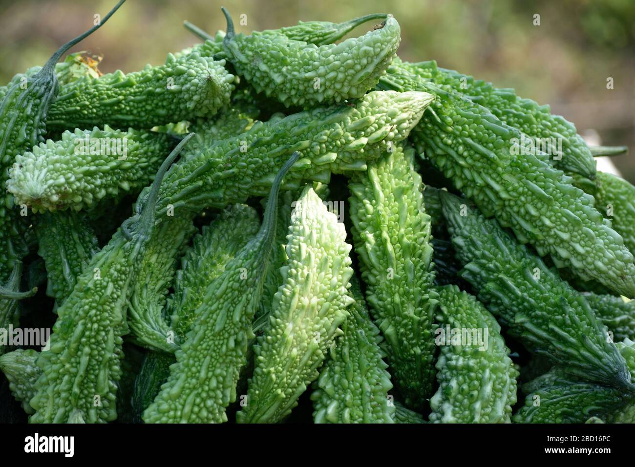 raw bitter gourd in india Stock Photo Alamy