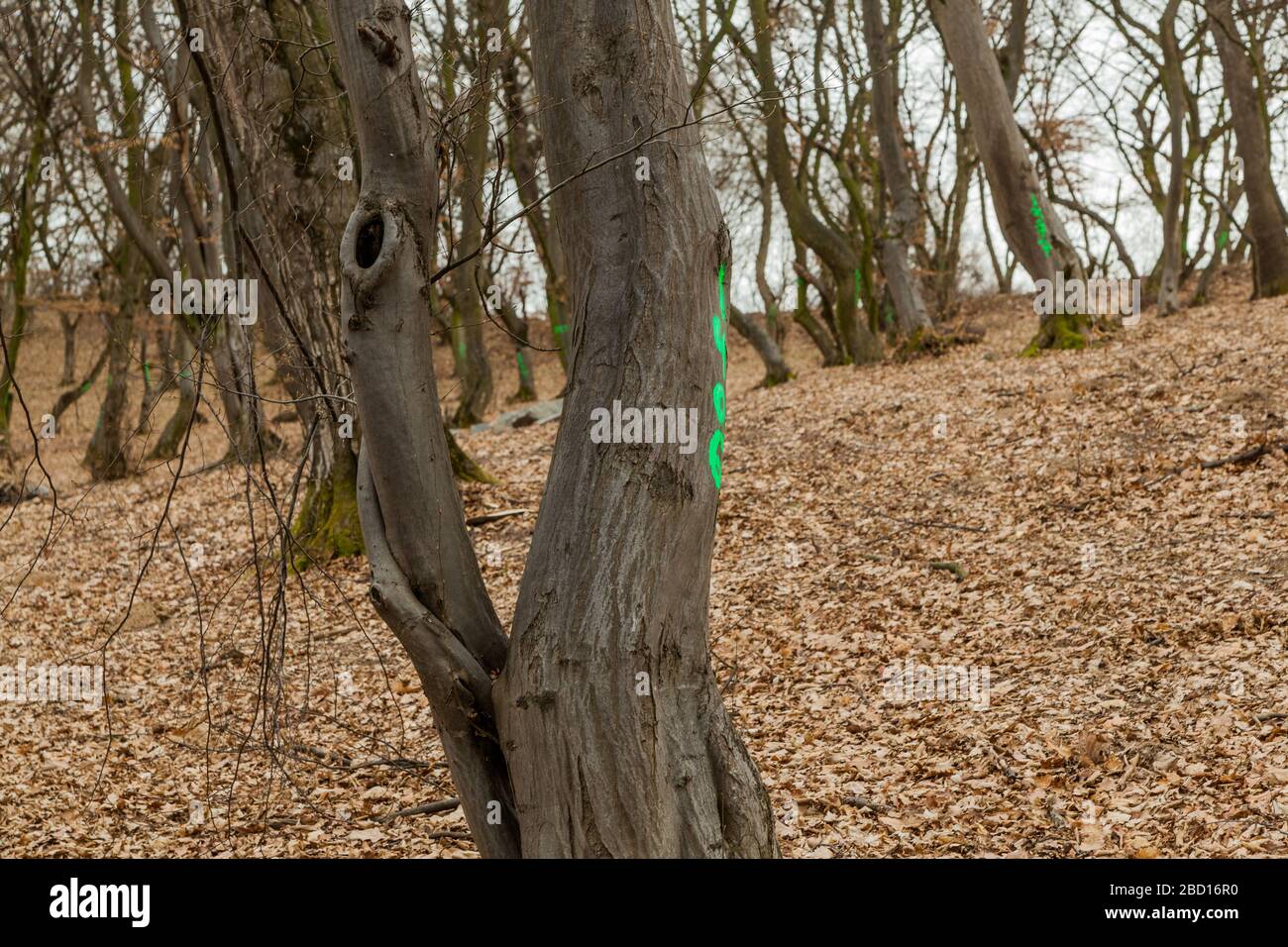 Hoia High Resolution Stock Photography And Images Alamy Hoia High Resolution Stock Photography And Images Alamy
