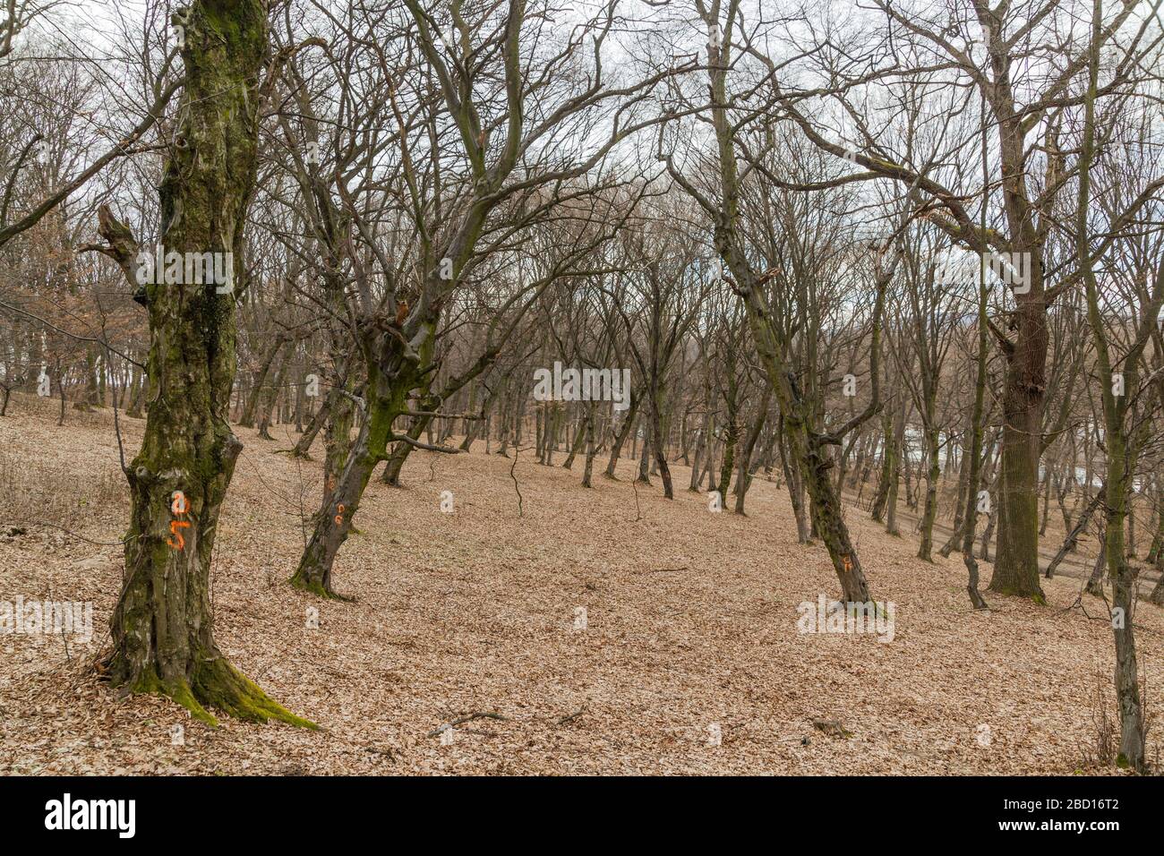 Hoia High Resolution Stock Photography And Images Alamy Hoia High Resolution Stock Photography And Images Alamy