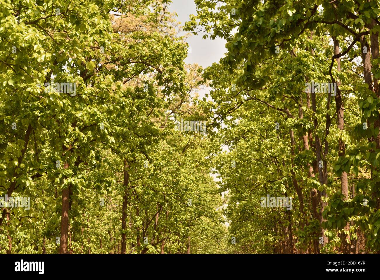 jangle mahal Sal tree in india Stock Photo