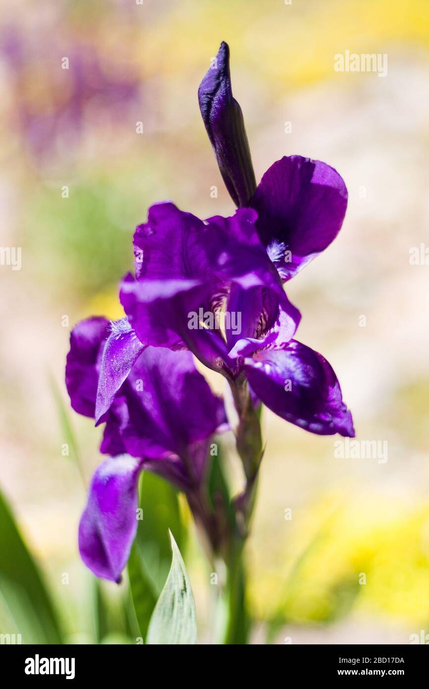 Summer garden. Iris planifolia flower. Purple Iris flower bloom Stock